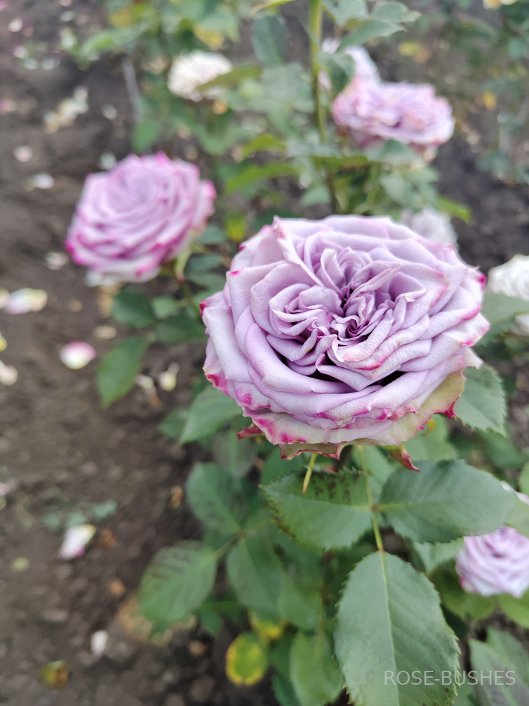 ���������. Dolcetto. (����. ����.)